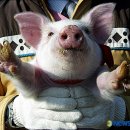 동물의 왕국 이미지