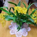 환타지아 이미지