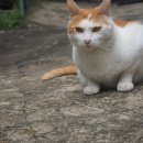 개냥이 연구소 이미지