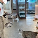 냥이 싸롱 이미지