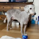 우쭈쭈 내강아지 이미지