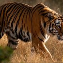 레벨업 포레스트 PC방 이미지