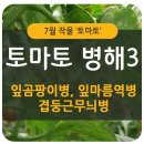 (주)새론팜 | [토마토 병해] 잎곰팡이병, 잎마름역병, 겹둥근무늬병과 적용 살균제에 대해 소개합니다.