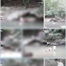 뽀대난 멍냥이 이미지