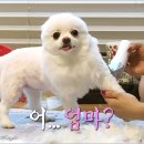 순심이 애견미용 이미지