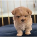 도그마루 이미지