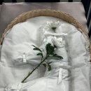 몽몽이애견 이미지