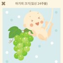 수서역정민아약국 | [임신일기] 24주 임당 통과, 그런데 혈압이 올랐다 ?!