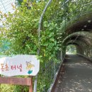 용문산 은행나무길(물소리길 6코스) 이미지