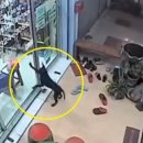 동물병원 산책 이미지