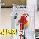 말하는앵무새