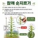 손끝여물 | 참깨 순지르기 시기와 방법