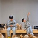 아이라이크펫 | 광주 애견동반 카페 아이랑 가볼만한곳 [ 라이크펫 애견애묘 카페 ]