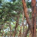 소나무공원 이미지