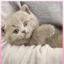 주식회사 제나캣고양이분양 | 부산 랙돌 고양이분양 제나캣 방문 후기｜이래서 인기 많은 이유 알겠어요