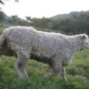 신기목장 이미지