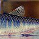 고기백과 이미지