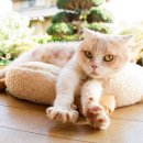 네코하우스 이미지