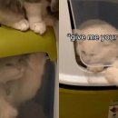 냥앤도그 이미지