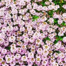 여난농장 이미지