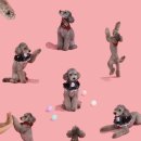 에꼴드펫 이미지