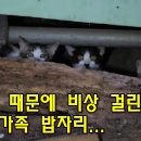 시치미