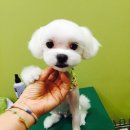 클라라 애견 이미지