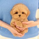 도그플러스 동물병원 이미지