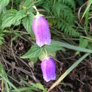 금강초롱 이미지