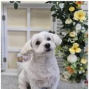 우리동네 펫샵 이미지