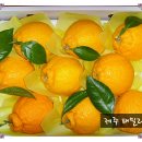 금교농장 Daum카페