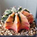 (가격조정)Gymnocalycium LB hybrids variegated (짐노LB 하이브리드금)4~6 이미지