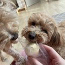 개밥짓는남자 이미지