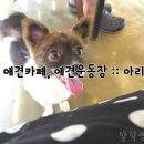 아리아펫 | 이천 애견카페, 애견운동장 :: 아리아펫 후기!