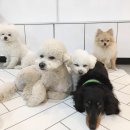 달중이네 펫호텔 이미지