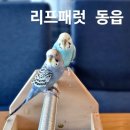리프패럿동읍점