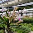 설매농장 이미지