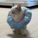 김대진동물병원 네이버블로그