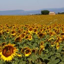 쁘띠 프로방스 이미지