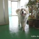 리틀루이 이미지