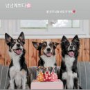 댕빵소 | 분당 성남 송파 댕빵소 강아지 케이크 내돈내산 후기