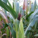 솔터농장 이미지