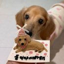 펫티시에 | [평촌] 안양강아지케이크 수제간식 펫티시에