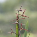 제주의 한란 이미지