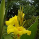 칸나(Canna)