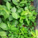 현제농장 이미지