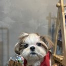 Dear Johny 이미지