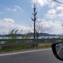 씨젤리피쉬 이미지