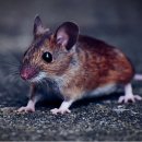 빨간장터 이미지