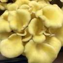 호산육종 이미지